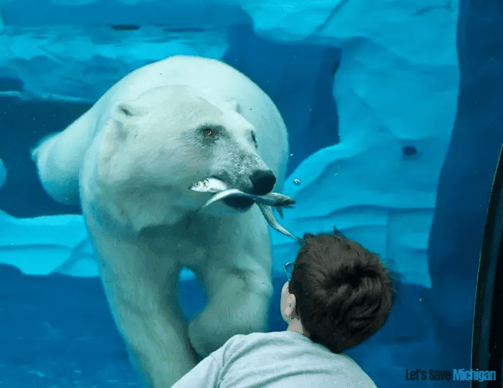 Polar bear in the zoo