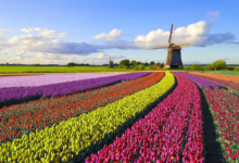 Tulip Festival 2024 in Holland, Michigan (Full Guide)