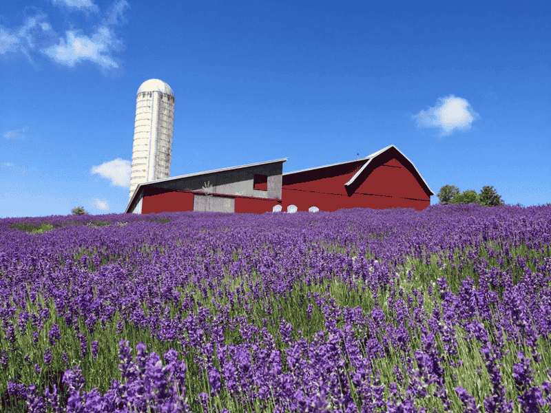 Lavender Festival in Michigan Experience the Aromas and Colors Let's