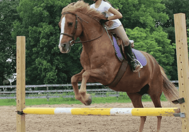 Horse show at Novi Equestrian Center