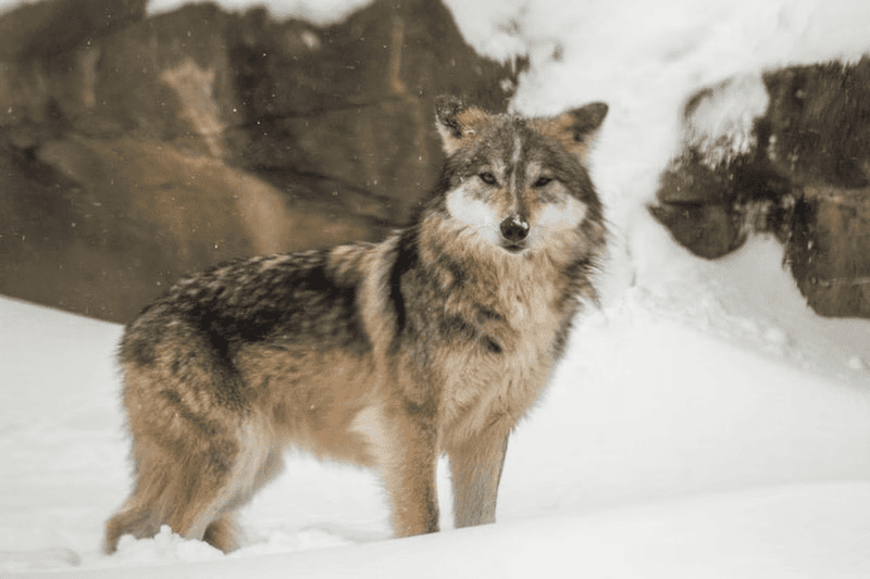 Mexican gray wolf's at Cleveland Metroparks Zoo