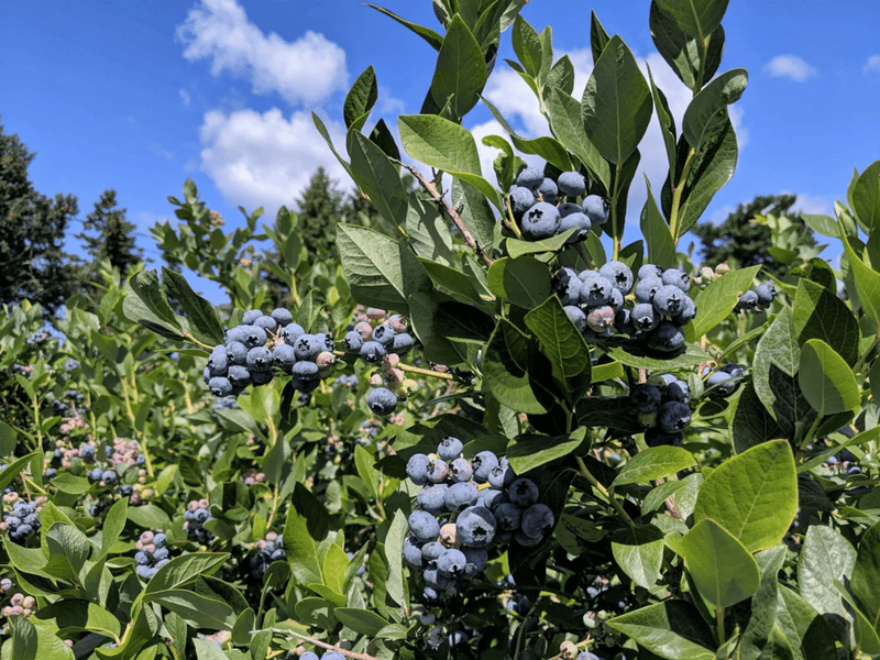Michigan's blueberry farm