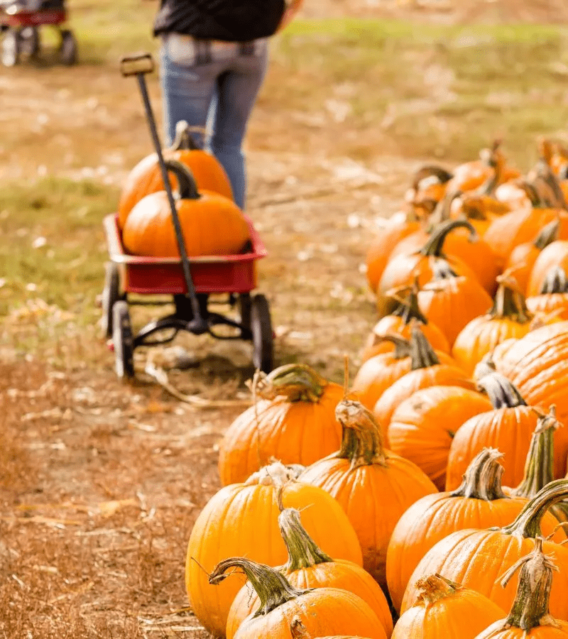 U-Pick Pumpkin Farms
