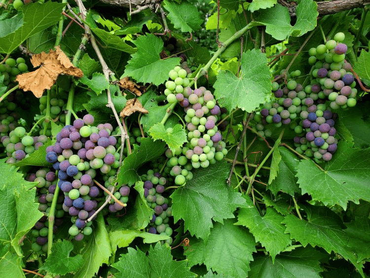 Michigan grapes vineyard