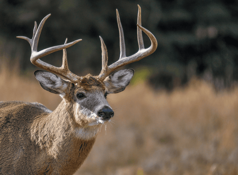 Deer antlers hunting