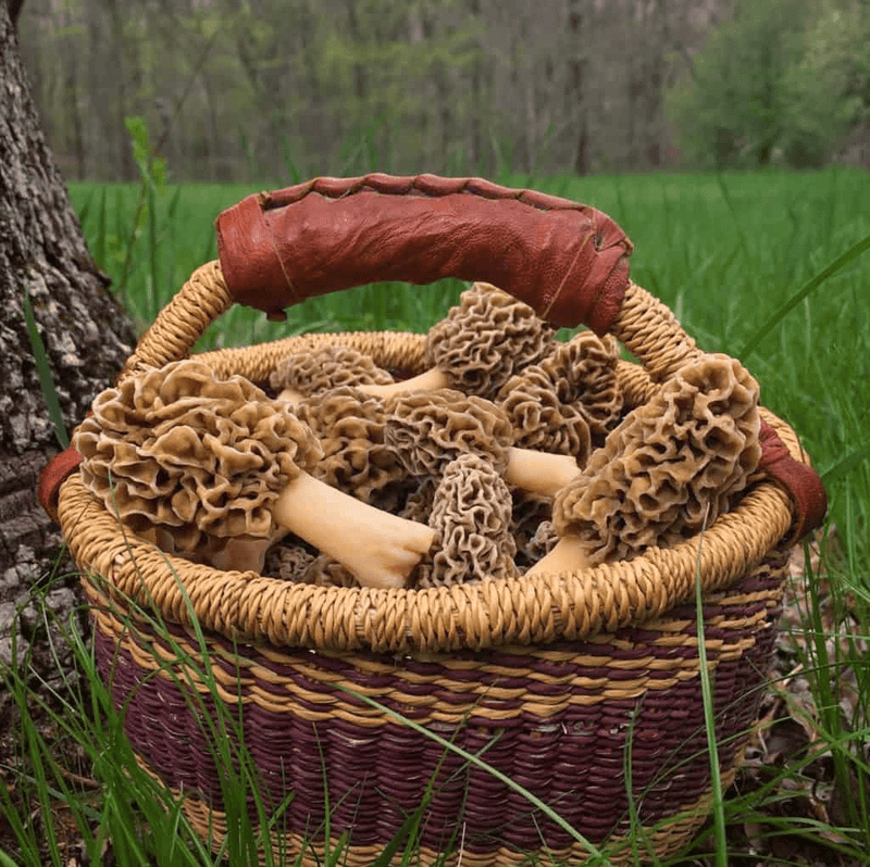 Morel mushroom hunting