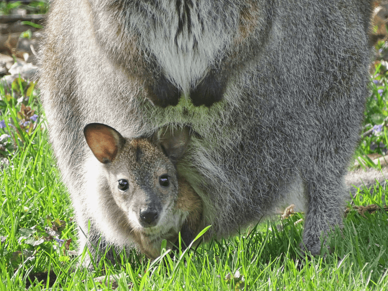 Detroit Zoo's baby wallaby