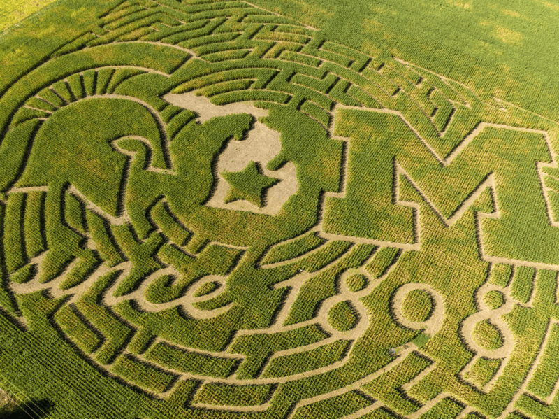 Corn Maze in Michigan