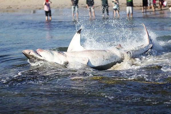 Unusual Discovery: Dead Shark Found in Lake Michigan