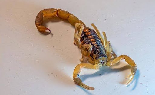 Scorpions In Michigan