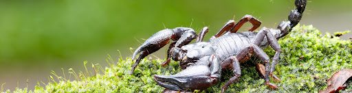 Scorpions In Michigan