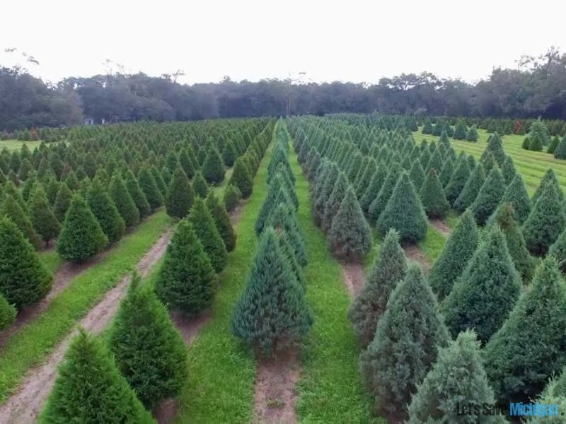 best christmas tree farms in michigan