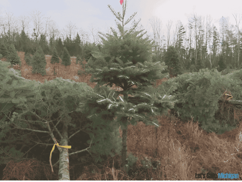 Finding The Best Christmas Tree Farms In Michigan 2024