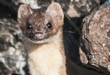 Discover the Fascinating World of Weasels in Michigan