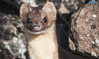 World of Weasels in Michigan